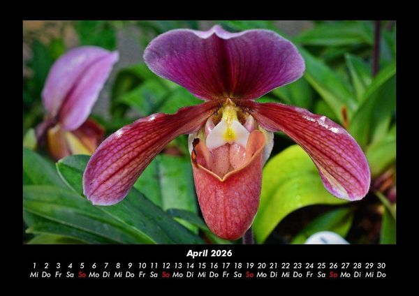 Produktbild: Blumenkalender 2026 Fotokalender DIN A3