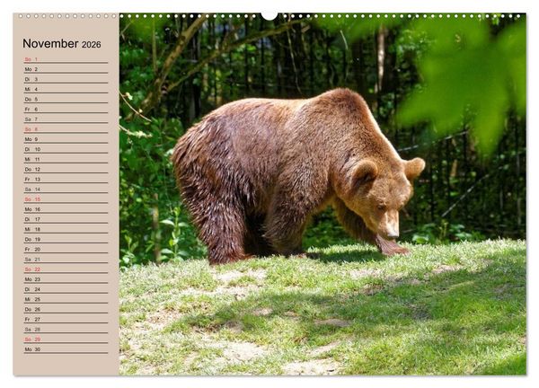 Produktbild: B&auml;ren. Unterwegs mit Meister Petz (Wandkalender 2026 DIN A2 quer), CALVENDO Monatskalender