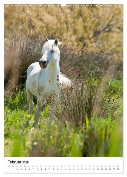 Produktbild: Camargue Pferde - wei&szlig;e M&auml;hnen (hochwertiger Premium Wandkalender 2026 DIN A2 hoch), Kunstdruck in Hochglanz