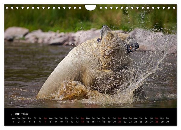 Produktbild: POLAR BEARS - ARCTIC LEGENDS (Wall Calendar 2026 DIN A4 landscape), CALVENDO 12 Month Wall Calendar