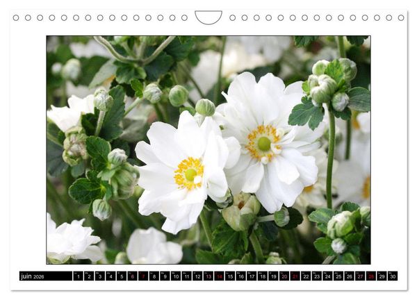 Produktbild: Charmantes fleurs blanches (Calendrier mural 2026 DIN A4 vertical), CALVENDO calendrier mensuel