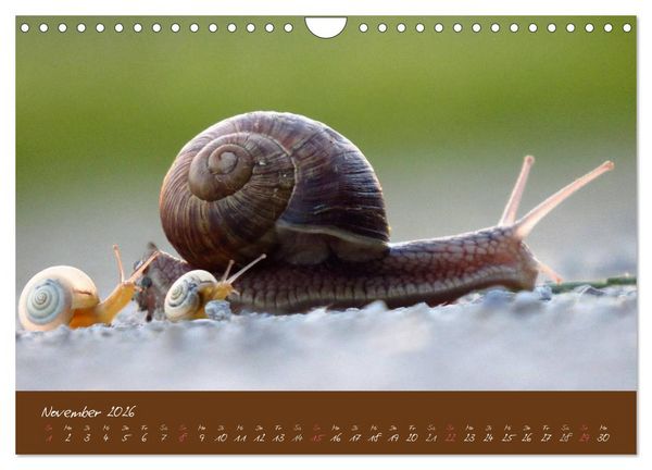 Produktbild: Ganz langsam im Schneckentempo durch's Jahr (Wandkalender 2026 DIN A4 quer), CALVENDO Monatskalender