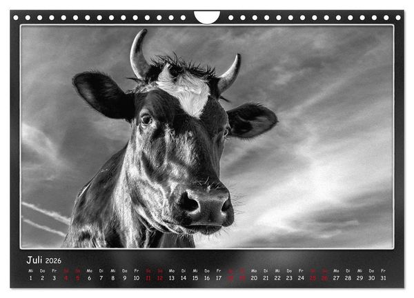Produktbild: Tieren ins Gesicht geschaut (Wandkalender 2026 DIN A4 quer), CALVENDO Monatskalender
