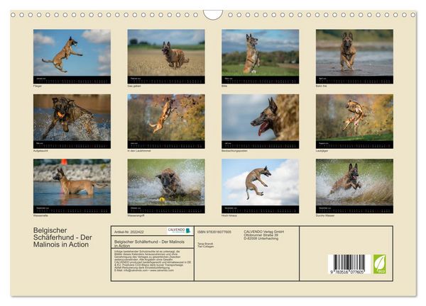 Produktbild: Belgischer Sch&auml;ferhund - Der Malinois in Action (Wandkalender 2026 DIN A3 quer), CALVENDO Monatskalender
