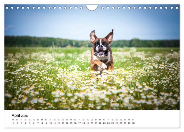 Produktbild: Deutscher Boxer (Wandkalender 2026 DIN A4 quer), CALVENDO Monatskalender