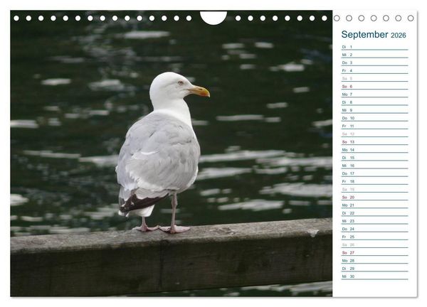 Produktbild: M&ouml;wen - Von der Ostsee bis zum Atlantik (Wandkalender 2026 DIN A4 quer), CALVENDO Monatskalender