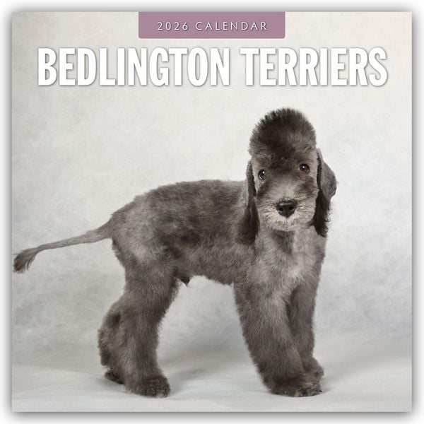 Produktbild: Bedlington Terrier &ndash; Bedlington Terriers 2026 &ndash; 16-Monatskalender