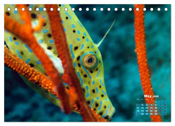 Produktbild: Oceans Alive - A World of Color and Diversity (Desk Calendar 2026 DIN A5 landscape), CALVENDO 12 Month DeskCalendar