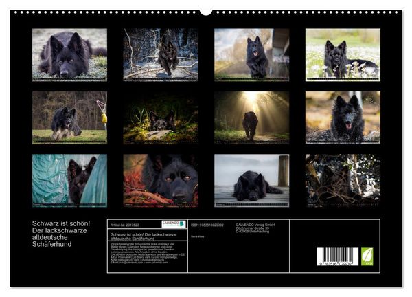 Produktbild: Schwarz ist sch&ouml;n! Der lackschwarze altdeutsche Sch&auml;ferhund (hochwertiger Premium Wandkalender 2026 DIN A2 quer), Kunstdruck in Hochglanz