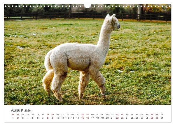 Produktbild: Lamas und Alpakas - Die weichen Neuweltkamele. (Wandkalender 2026 DIN A3 quer), CALVENDO Monatskalender