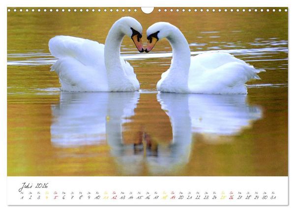 Produktbild: Schw&auml;ne, Liebe f&uuml;r die Ewigkeit (Wandkalender 2026 DIN A3 quer), CALVENDO Monatskalender