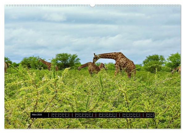 Produktbild: Afrika - Vielfalt in Flora und Fauna (Wandkalender 2026 DIN A2 quer), CALVENDO Monatskalender
