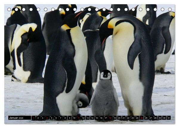 Produktbild: Pinguine - Watscheln im festlichen Kleid (Tischkalender 2026 DIN A5 quer), CALVENDO Monatskalender