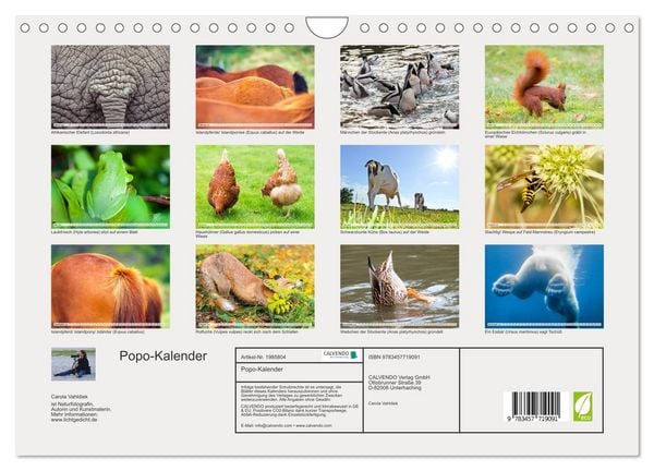 Produktbild: Popo-Kalender (Wandkalender 2026 DIN A4 quer), CALVENDO Monatskalender