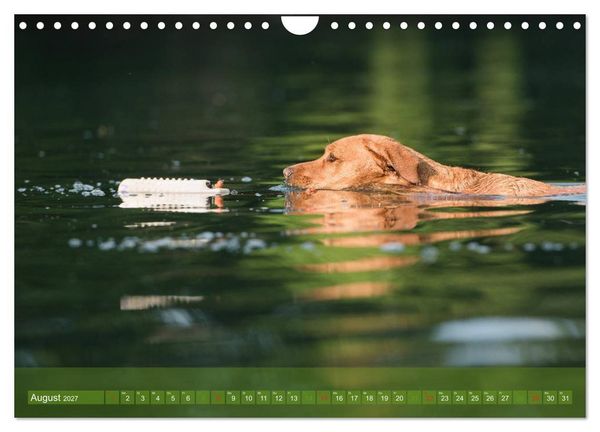 Produktbild: Labradore im Wasser (Wandkalender 2027 DIN A4 quer), CALVENDO Monatskalender