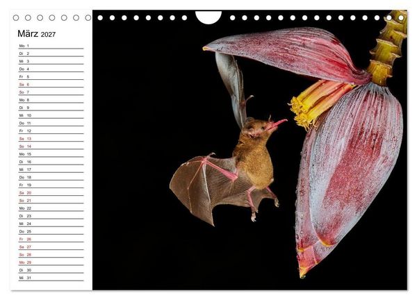 Produktbild: Costa Rica &ndash; Tierparadies im Regenwald (Wandkalender 2027 DIN A4 quer), CALVENDO Monatskalender