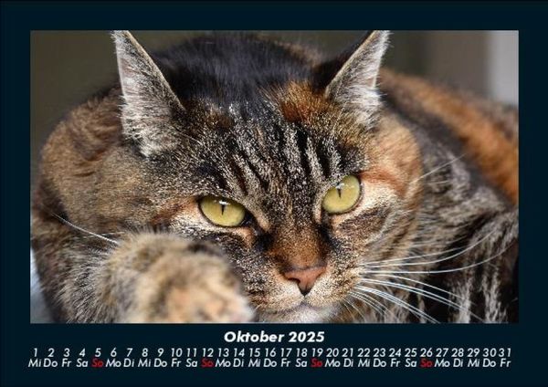Produktbild: Katzen 2025 Fotokalender DIN A5