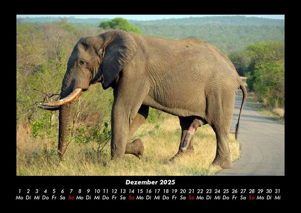 Produktbild: Der Elefantenkalender 2025 Fotokalender DIN A3