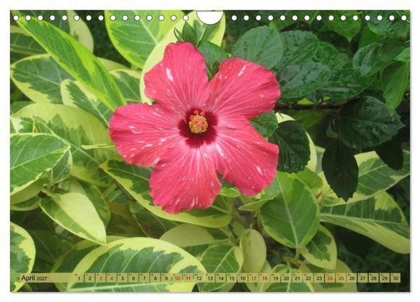 Produktbild: Die Natur Japans (Wandkalender 2027 DIN A4 quer), CALVENDO Monatskalender