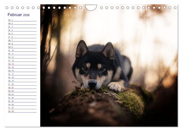 Produktbild: Japans Seelenhunde (Wandkalender 2026 DIN A4 quer), CALVENDO Monatskalender