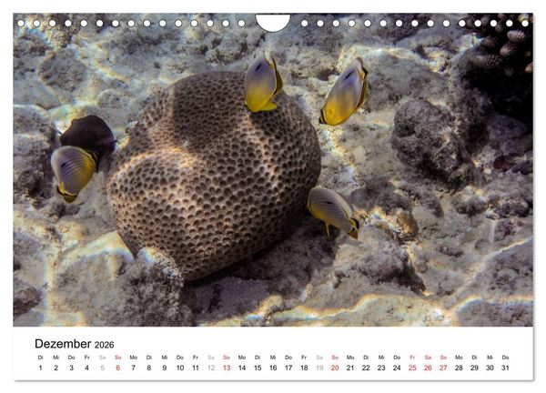 Produktbild: Unterwasserwelt der Malediven III (Wandkalender 2026 DIN A4 quer), CALVENDO Monatskalender