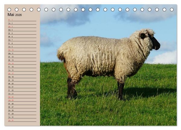 Produktbild: Schafe z&auml;hlen leicht gemacht! (Tischkalender 2026 DIN A5 quer), CALVENDO Monatskalender