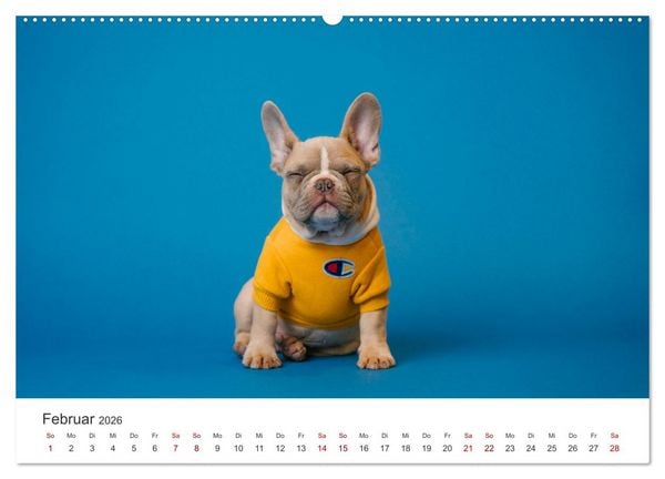 Produktbild: Die Bulldogge Henry (Wandkalender 2026 DIN A2 quer), CALVENDO Monatskalender