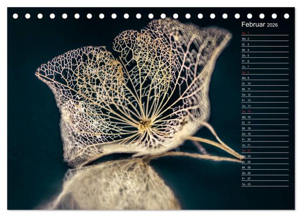 Produktbild: Die Hortensie und ihre vielen Gesichter (Tischkalender 2026 DIN A5 quer), CALVENDO Monatskalender
