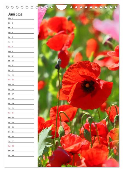 Produktbild: Mohn, zarte Bl&uuml;ten, starke Farben, der Geburtstagskalender (Wandkalender 2026 DIN A4 hoch), CALVENDO Monatskalender