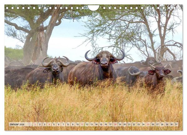 Produktbild: Tansania. Impressionen aus Ostafrika (Wandkalender 2026 DIN A4 quer), CALVENDO Monatskalender