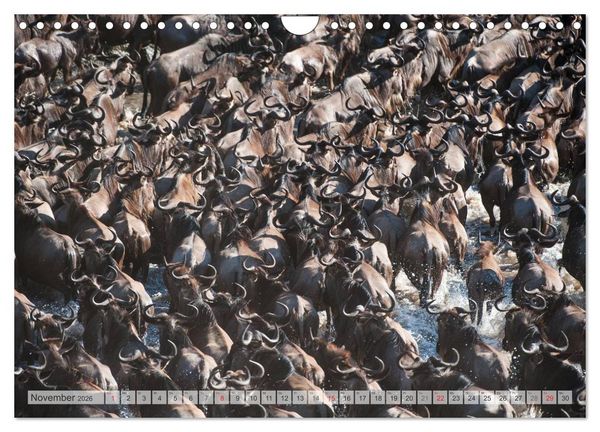 Produktbild: Emotionale Momente: Afrika Wildlife Part 2 / CH-Version (Wandkalender 2026 DIN A4 quer), CALVENDO Monatskalender