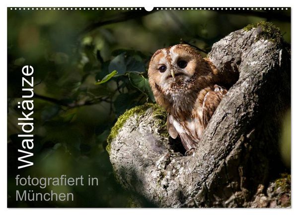 Waldkäuze, fotografiert in München (Wandkalender 2026 DIN A2 quer), CALVENDO Monatskalender