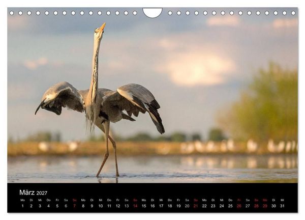 Produktbild: Reiher - Der Tanz auf dem Wasser (Wandkalender 2027 DIN A4 quer), CALVENDO Monatskalender