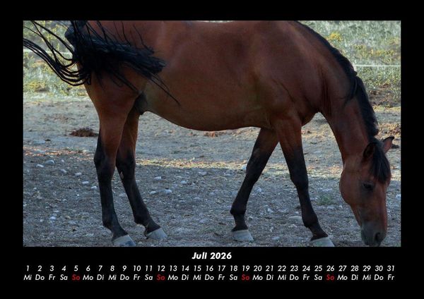 Produktbild: Pferde Kalender 2026 Fotokalender DIN A3