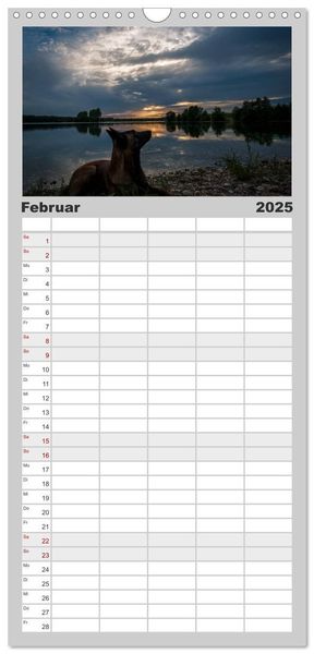 Familienplaner 2025 - Belgische Schäferhunde - Der Malinois im Licht mit 5 Spalten (Wandkalender, 21 x 45 cm) CALVENDO