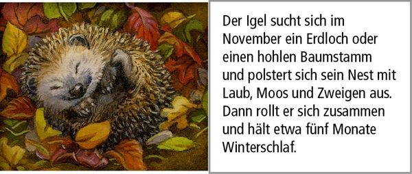 Produktbild: Sound-Adventskalender - Hört ihr die Tiere im Winterwald?