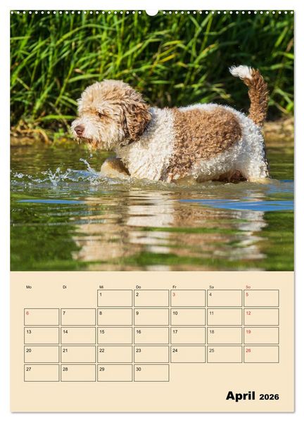 Produktbild: Jahresplaner Lagotto Romagnolo (Wandkalender 2026 DIN A2 hoch), CALVENDO Monatskalender