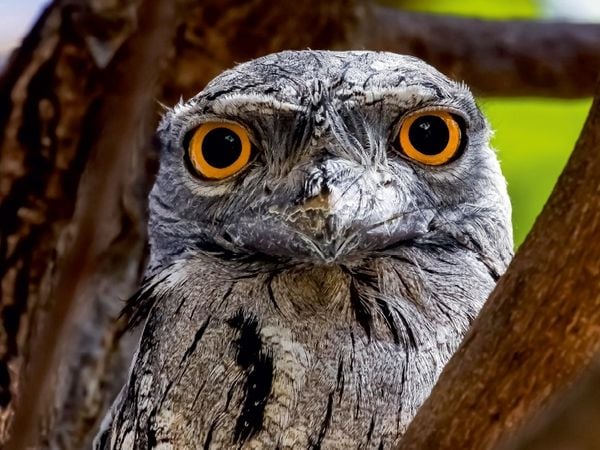 Produktbild: CALVENDO Puzzle Eulenschwalm (Podargus strigoides) | 1000 Teile Lege-Gr&ouml;&szlig;e 64x48cm Foto-Puzzle f&uuml;r gl&uuml;ckliche Stunden
