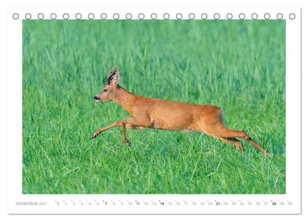 Produktbild: Un an avec des chevreuils (Calendrier de bureau 2027 DIN A5 vertical), CALVENDO calendrier mensuel