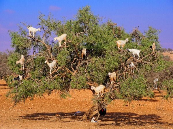 Produktbild: CALVENDO Puzzle Ziegen auf Argan-Baum, bei Rabat/Marokko | 1000 Teile Lege-Gr&ouml;&szlig;e 64x48cm Foto-Puzzle f&uuml;r gl&uuml;ckliche Stunden