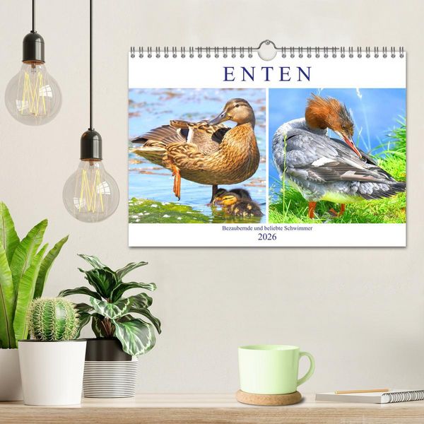 Produktbild: Enten. Bezaubernde und beliebte Schwimmer (Wandkalender 2026 DIN A4 quer), CALVENDO Monatskalender