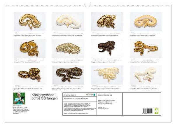 Produktbild: K&ouml;nigspythons - bunte Schlangen (Wandkalender 2027 DIN A2 quer), CALVENDO Monatskalender