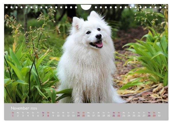 Produktbild: Dein Hund der treue Begleiter (Wandkalender 2026 DIN A4 quer), CALVENDO Monatskalender