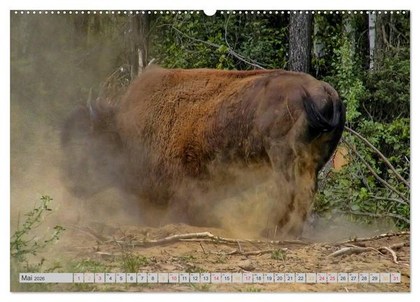 Produktbild: Bison und Wisent - Riesen mit unb&auml;ndiger Kraft (hochwertiger Premium Wandkalender 2026 DIN A2 quer), Kunstdruck in Hochglanz