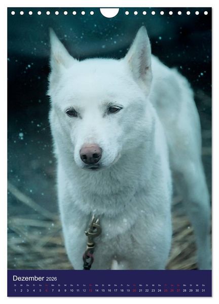 Produktbild: Huskies - Artwork (Wandkalender 2026 DIN A4 hoch), CALVENDO Monatskalender