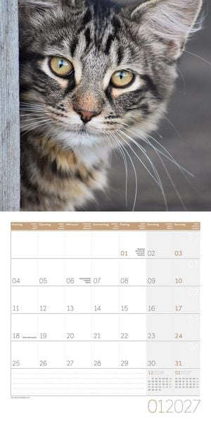 Produktbild: Katzen Kalender 2027 - 30x30 - Art12