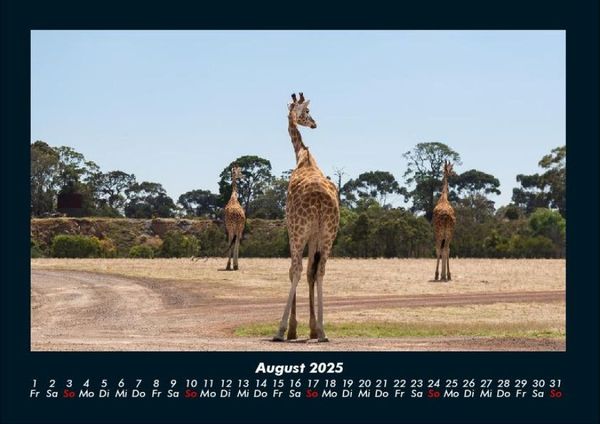 Produktbild: Giraffen 2025 Fotokalender DIN A4