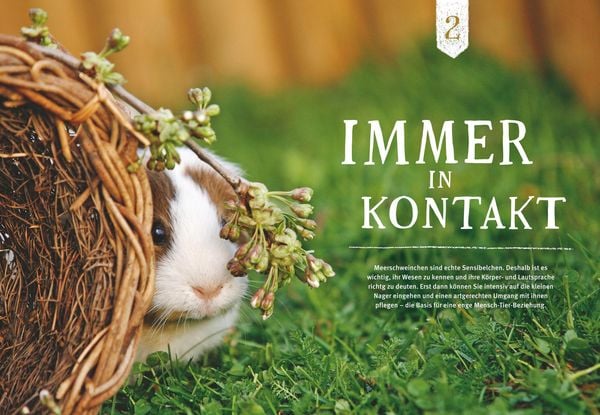 Produktbild: Neugierige Meerschweinchen