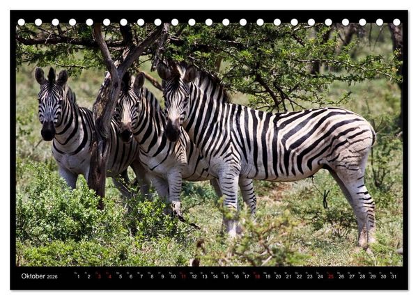 Produktbild: S&Uuml;DAFRIKA Augenblicke (Tischkalender 2026 DIN A5 quer), CALVENDO Monatskalender