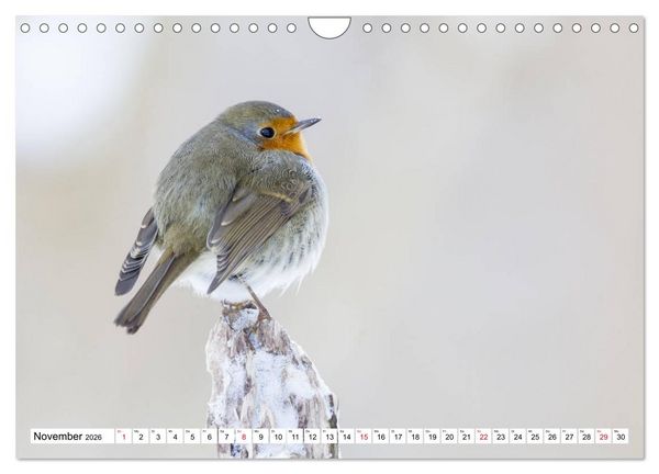 Produktbild: Geliebtes Rotkehlchen (Wandkalender 2026 DIN A4 quer), CALVENDO Monatskalender
